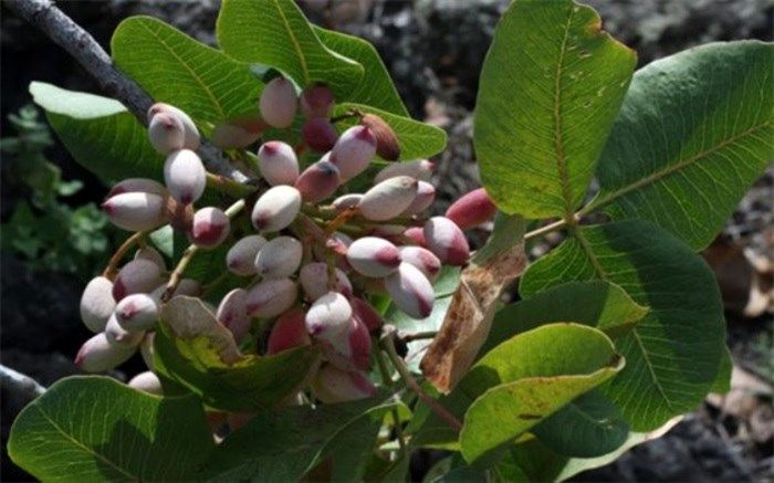 برداشت بیش از 13 هزار تُن پسته از بزرگترین تولید کننده این محصول در فارس