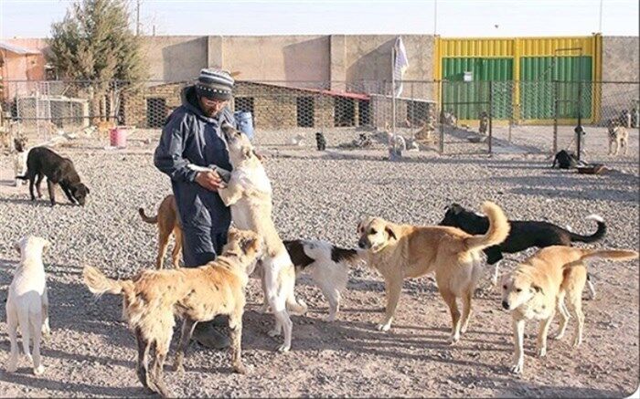پناهگاه سگ‌های بلاصاحب تا دو ماه آینده به بهره برداری می رسد