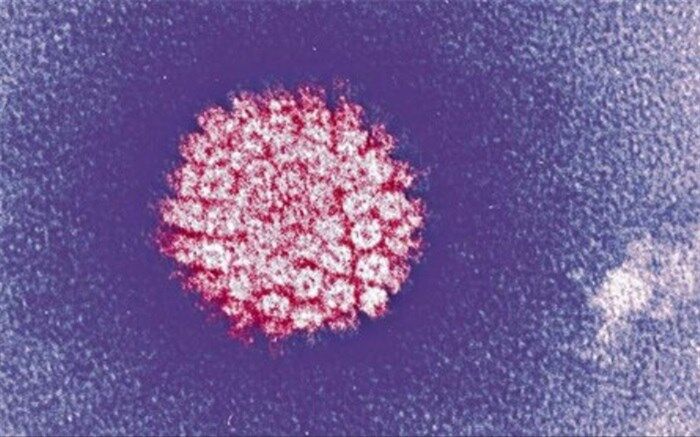 ۱۱ باور غلط درباره HPV؛ بیماری‌ای که باید آن را بهتر بشناسید