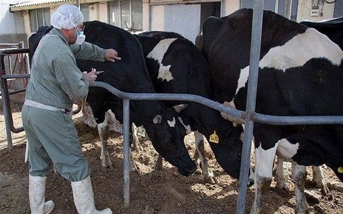 ارائه خدمات رایگان دامپزشکی در روستاهای آذربایجان‌غربی