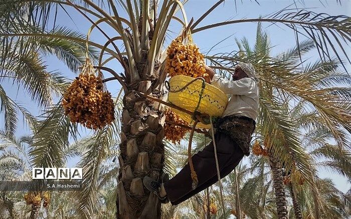 دومین نمایشگاه بین المللی خرما و صنایع وابسته در شیراز گشایش می‌یابد