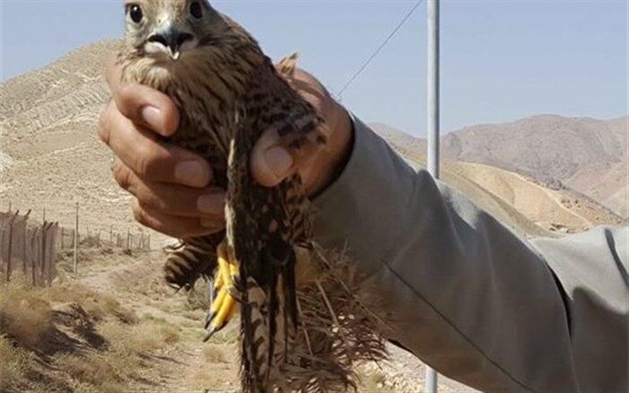 یک بهله پرنده شکاری در پاکدشت به دامان طبیعت بازگشت