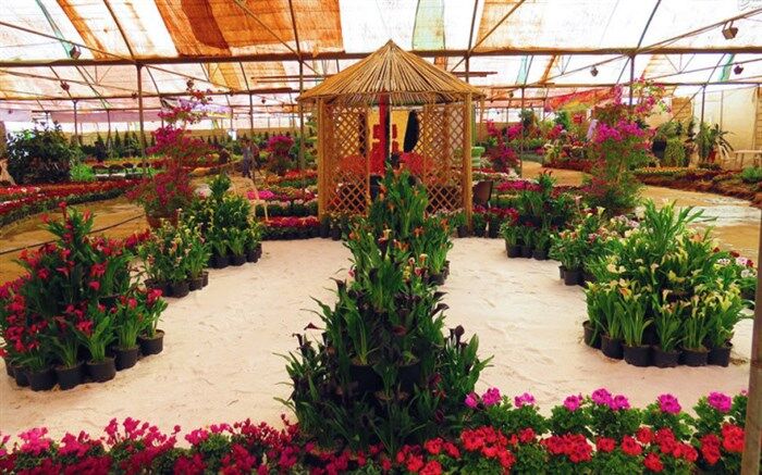 مساحت گلخانه های گیلان رو به افزایش است