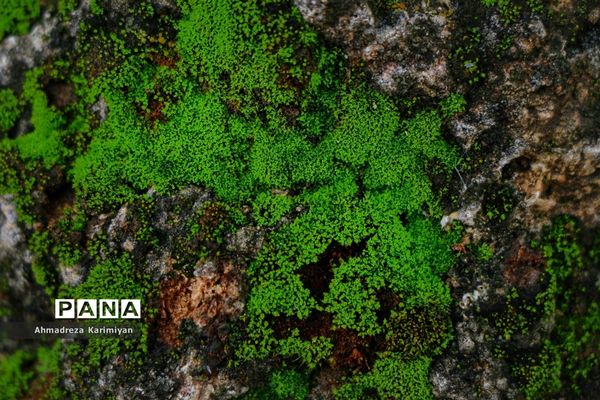 طبیعت پائیزی روستای دشتک