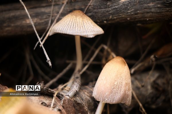 طبیعت پائیزی روستای دشتک