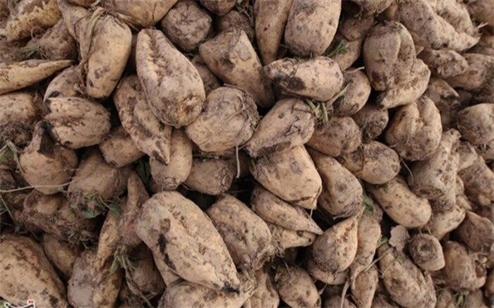 فصل برداشت و دردسرهای تمام‌نشدنی چغندرکاران آذربایجان غربی