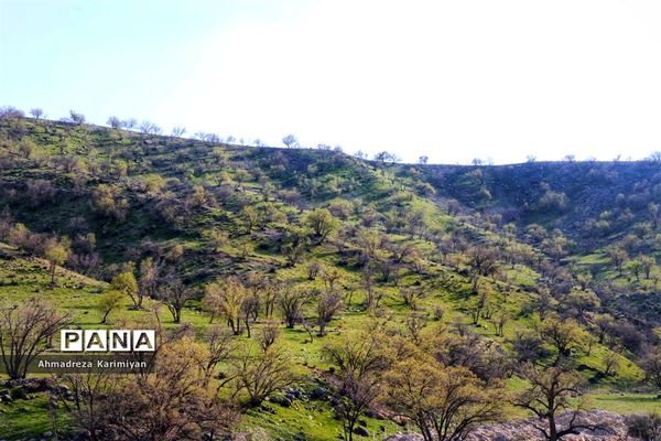 طبیعت زیبای تنگ نرگسی در کازرون فارس