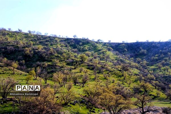 طبیعت زیبای تنگ نرگسی در کازرون فارس