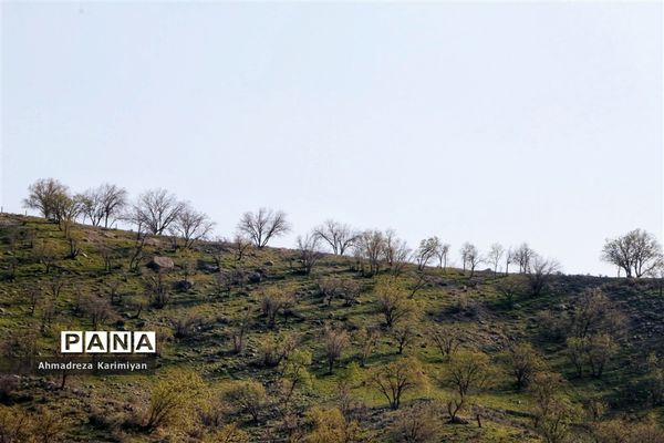 طبیعت زیبای تنگ نرگسی در کازرون فارس