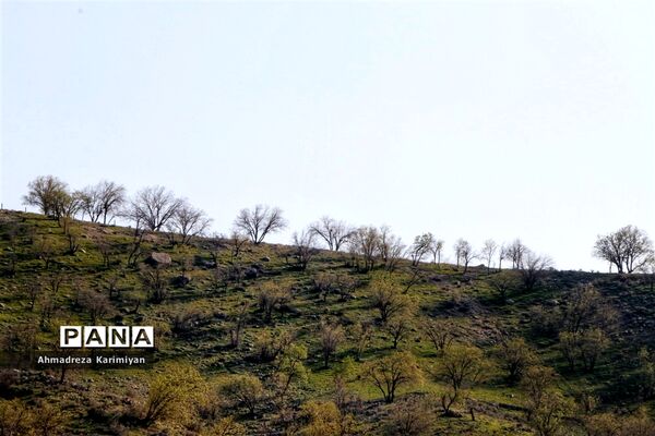 طبیعت زیبای تنگ نرگسی در کازرون فارس