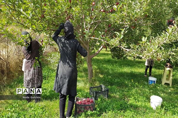 برداشت سیب در شهر ونایی بروجرد