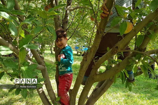 برداشت سیب در شهر ونایی بروجرد