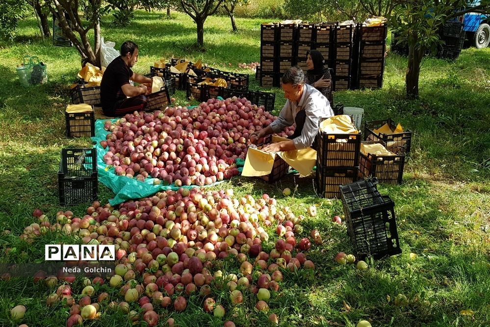 برداشت سیب در شهر ونایی بروجرد