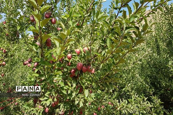 برداشت سیب در شهر ونایی بروجرد