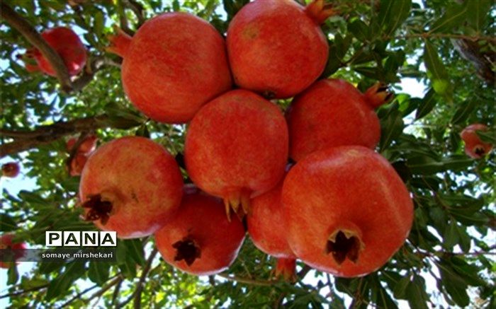 آغاز برداشت یاقوت سرخ نی ریز