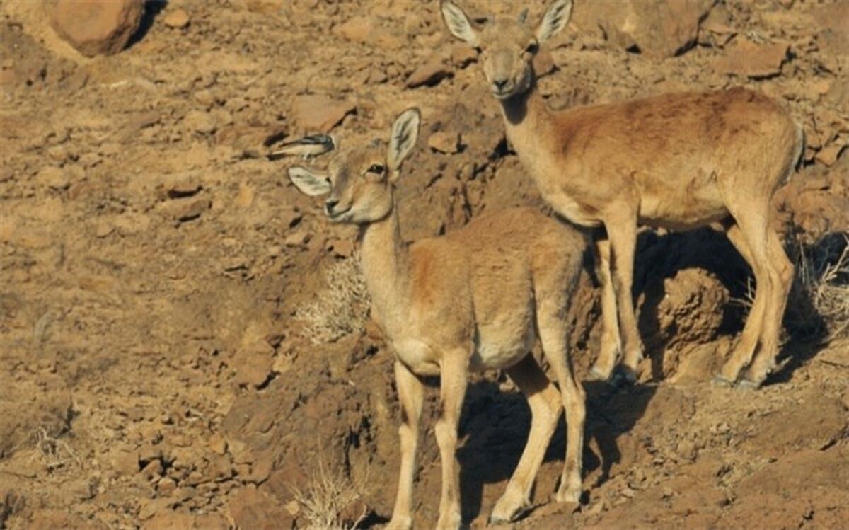 سرشماری حیات وحش در دره انجیره اردکان