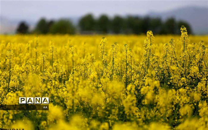 کشاورزان لرستانی از کشت کلزا استقبال نمی‎کنند