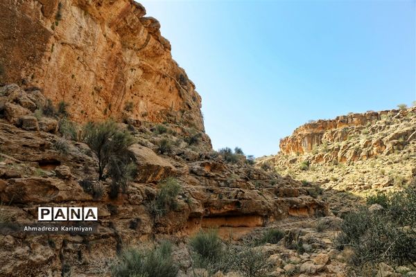 رویش از دل سنگ