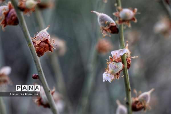 رویش از دل سنگ