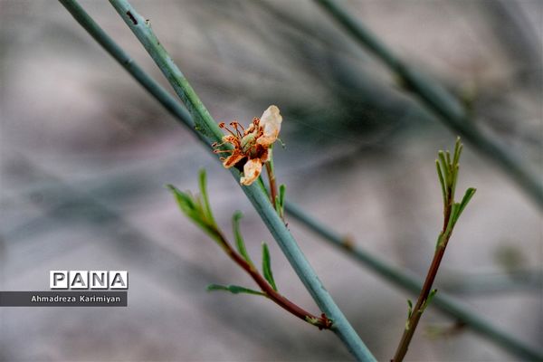 رویش از دل سنگ