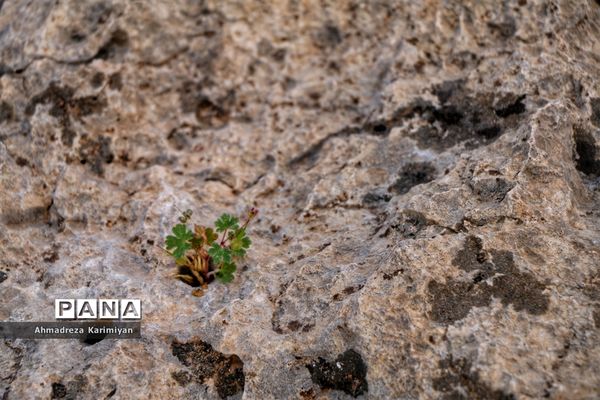 رویش از دل سنگ