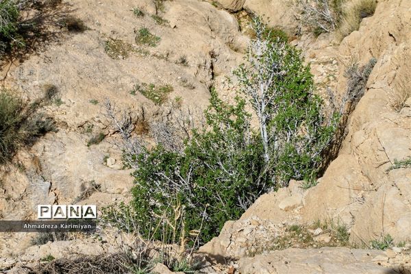 رویش از دل سنگ