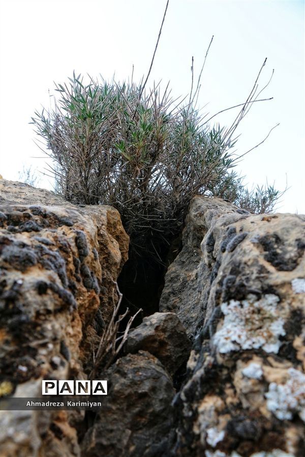 رویش از دل سنگ