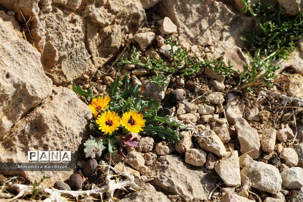 رویش از دل سنگ