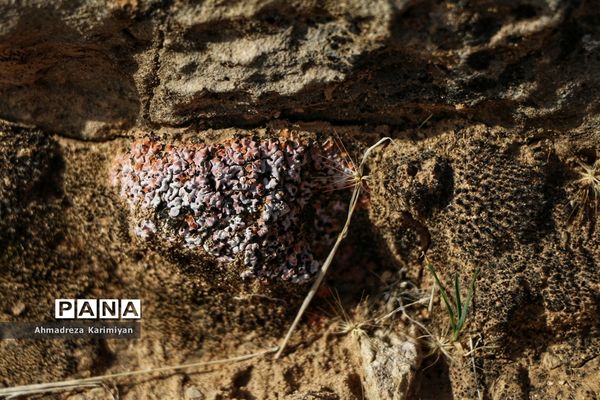 رویش از دل سنگ