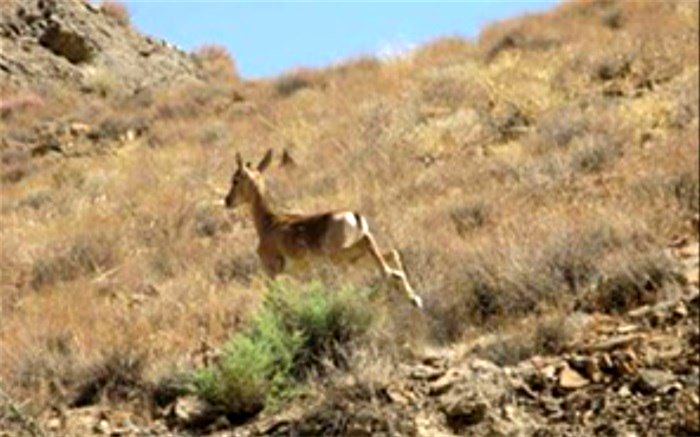 3 متخلف شکار و صید در منطقه حفاظت شده قمصر و برزک کاشان دستگیر شدند