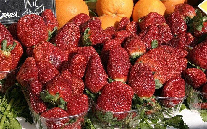 سالانه بیش از ۹۰۰تن توت فرنگی گلخانه ای در گیلان  تولید می‌شود