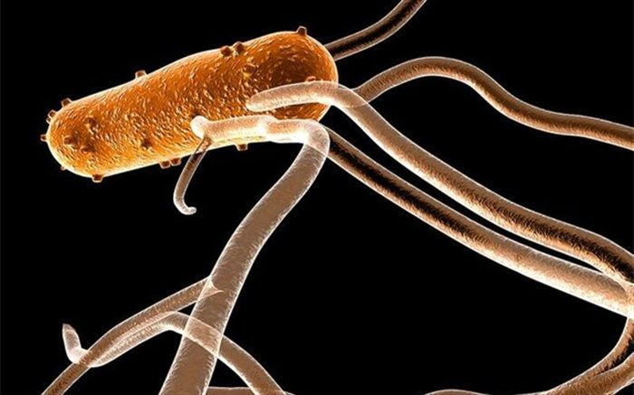 بیماری لایم چیست؟