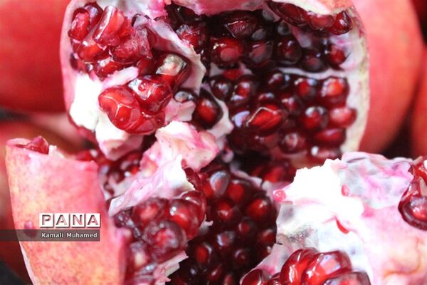 اولین جشنواره انار در روستای خورهه شهرستان محلات
