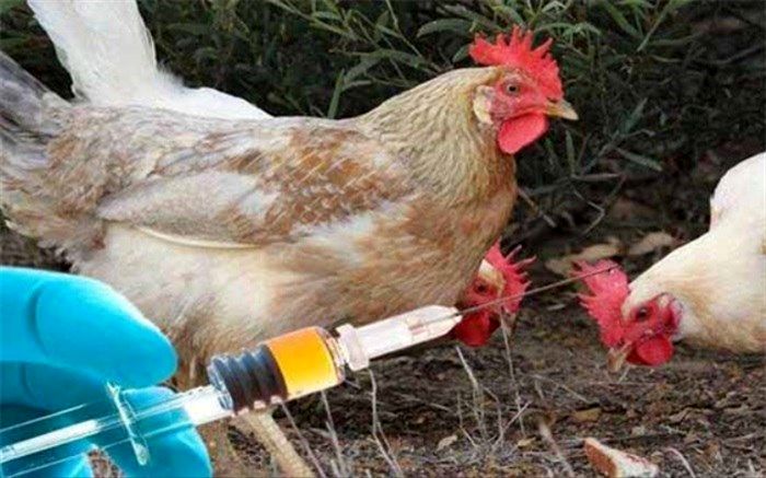 آغاز طرح واکسیناسیون رایگان طیور روستایی