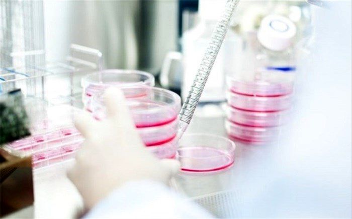 ذخیره بیش از ۱۲۵ هزار نمونه خون بند ناف در "بن‌یاخته‌های رویان"