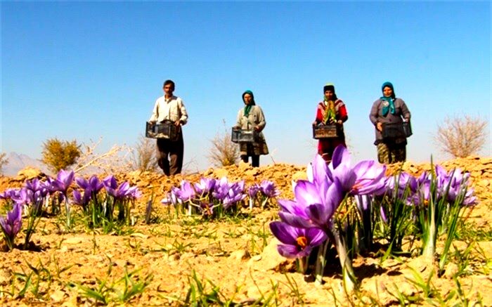 کشت طلای سرخ در اشتهارد رونق گرفت