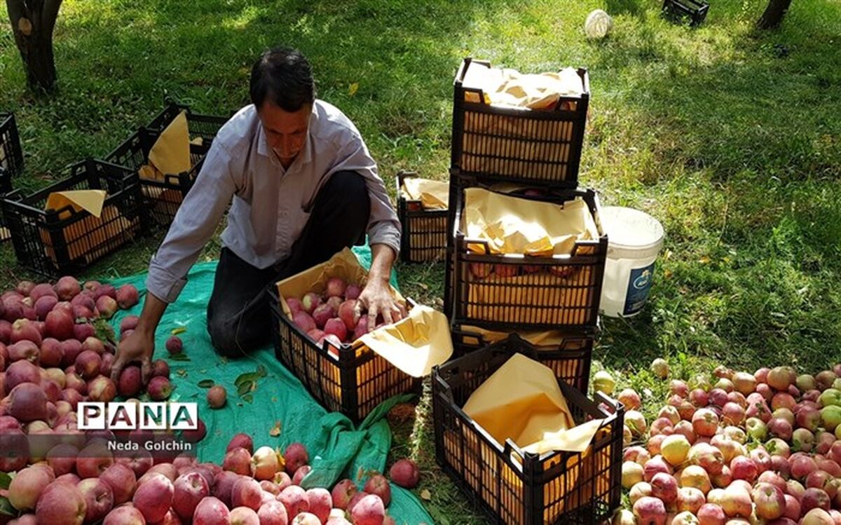 خرید سیب درختی درجه سه با قیمت کیلویی ۸۰۰ تومان آغاز شد