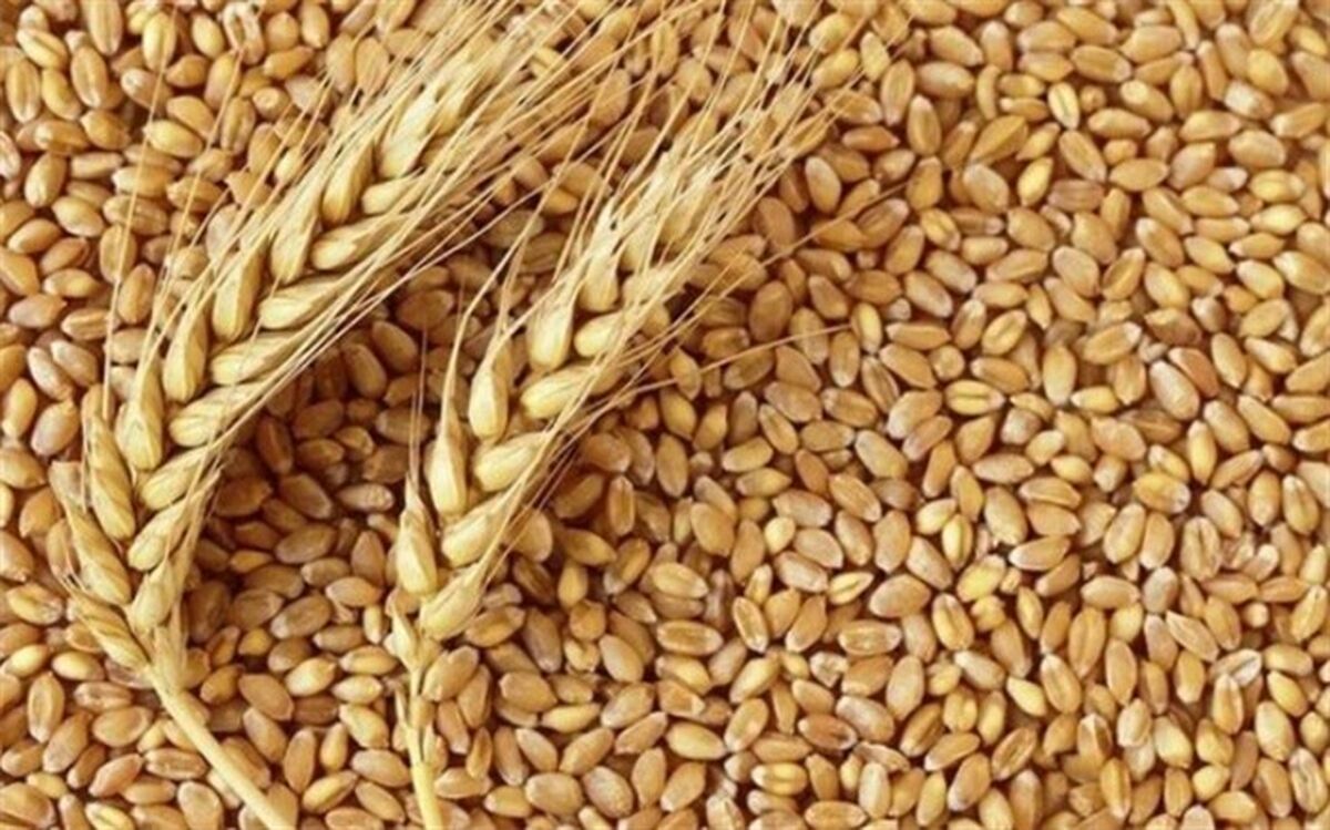دلایل نوسان در خودکفایی گندم چیست
