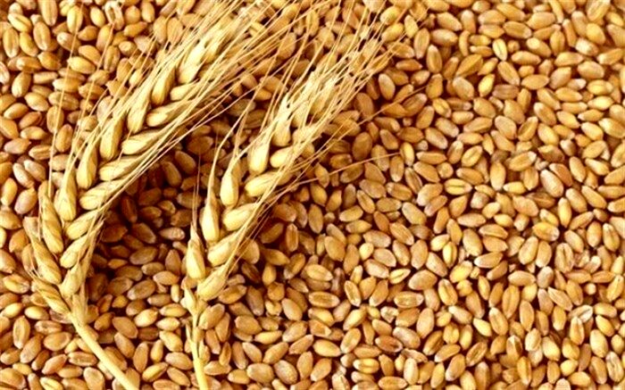 دلایل نوسان در خودکفایی گندم چیست