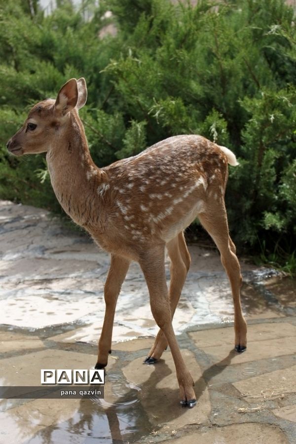 دهکده طبیعت قزوین؛ عشق و آشتی با طبیعت