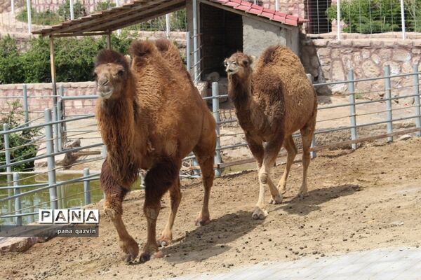 دهکده طبیعت قزوین؛ عشق و آشتی با طبیعت