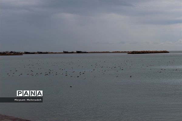 بارندگی  در بوشهر