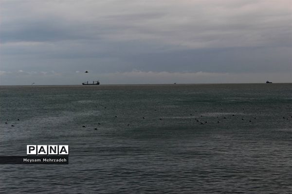 بارندگی  در بوشهر