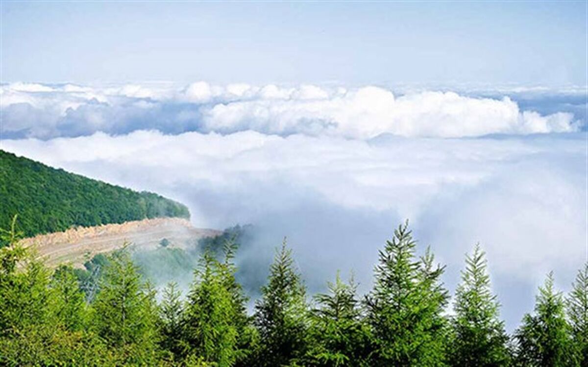 گردشگران گمشده در جنگل ابر از مرگ حتمی نجات یافتند