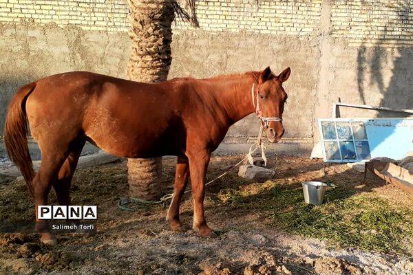 حال وهوای زندگی روستاییان شهرستان حمیدیه درفصل پاییز