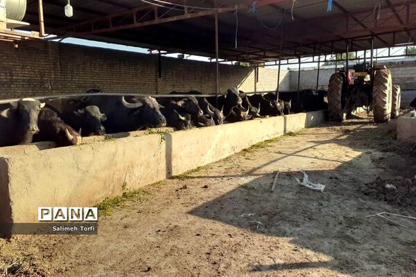 حال وهوای زندگی روستاییان شهرستان حمیدیه درفصل پاییز