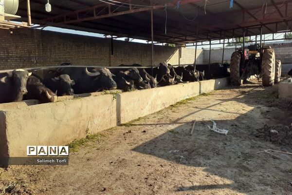 حال وهوای زندگی روستاییان شهرستان حمیدیه درفصل پاییز