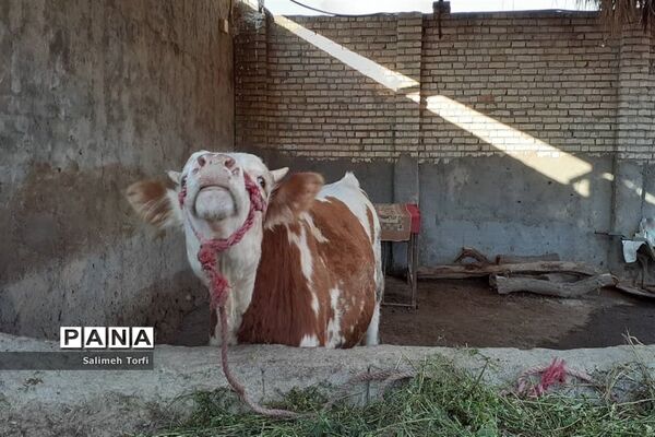 حال وهوای زندگی روستاییان شهرستان حمیدیه درفصل پاییز
