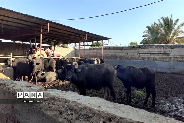 حال وهوای زندگی روستاییان شهرستان حمیدیه درفصل پاییز