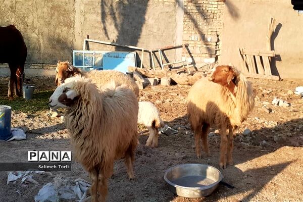 حال وهوای زندگی روستاییان شهرستان حمیدیه درفصل پاییز